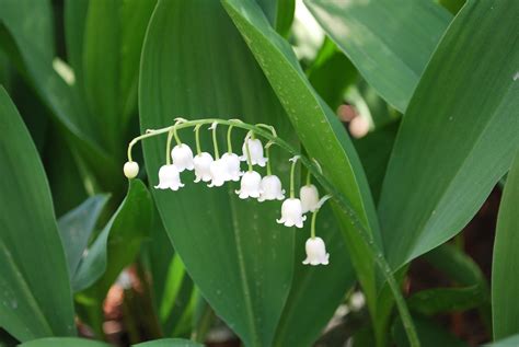 Profumi al mughetto: le migliori fragranze floreali.